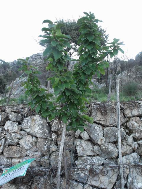 Albero da determinare